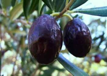 Zeytinin en doğal hali: Karaburun Hurma Zeytini hasadı başladı