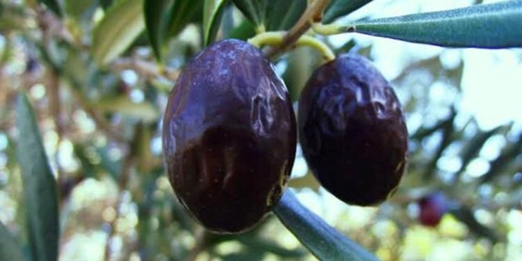 Zeytinin en doğal hali: Karaburun Hurma Zeytini hasadı başladı