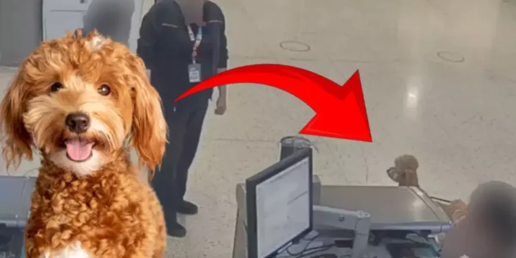 ABD’de Yolculuk Uğruna Köpeğini Terk Etti