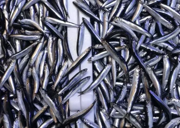 Hamsinin Tahtı Sallandı: En Çok Yenen Balık Değişti