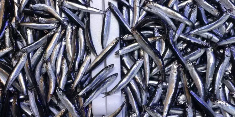 Hamsinin Tahtı Sallandı: En Çok Yenen Balık Değişti