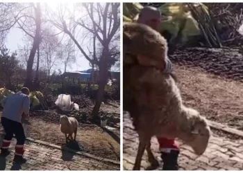 Koçla Güreşen Genç, Sosyal Medyada Büyük İlgi Topladı