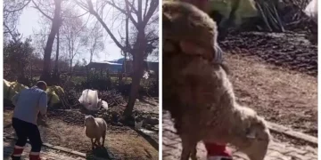 Koçla Güreşen Genç, Sosyal Medyada Büyük İlgi Topladı