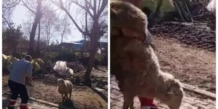 Koçla Güreşen Genç, Sosyal Medyada Büyük İlgi Topladı