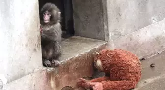 Punch’ın son görüntüsü sevenlerini üzdü