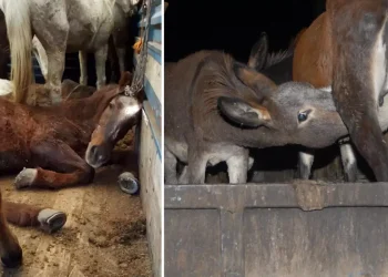 Eşek eti skandalı sonrası ekipler teyakkuza geçti