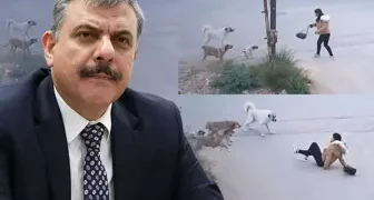 Mustafa Çiftçi Sokak Köpekleri Konusunda Kararlı
