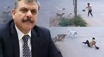 Mustafa Çiftçi Sokak Köpekleri Konusunda Kararlı