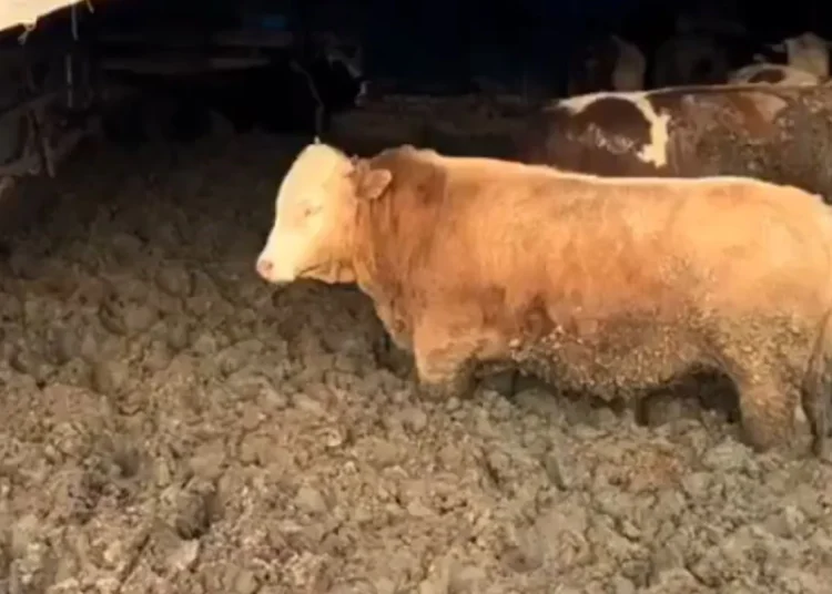 Hayvanlara Yapılanlara Bakanlık’tan Sert Müdahale