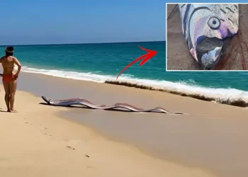 Sahile vuran iki dev “kıyamet balığı” şaşırttı