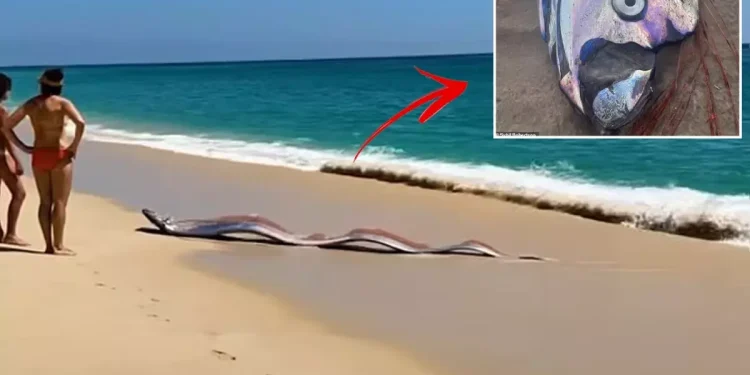 Sahile vuran iki dev “kıyamet balığı” şaşırttı