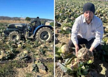 Üreticiler İsyanda: Pazarda 70 Lira, Tarlada Çürüyor