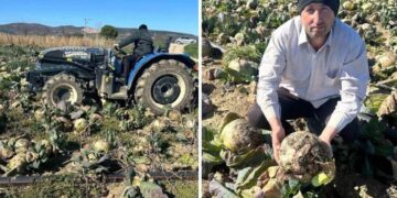 Üreticiler İsyanda: Pazarda 70 Lira, Tarlada Çürüyor