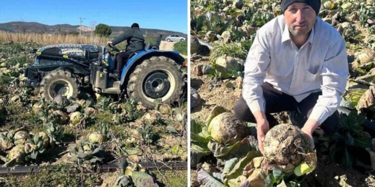 Üreticiler İsyanda: Pazarda 70 Lira, Tarlada Çürüyor