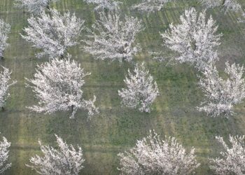 Akdeniz zannedilen yer aslında Doğu’nun Çukurova’sı