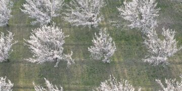 Akdeniz zannedilen yer aslında Doğu’nun Çukurova’sı