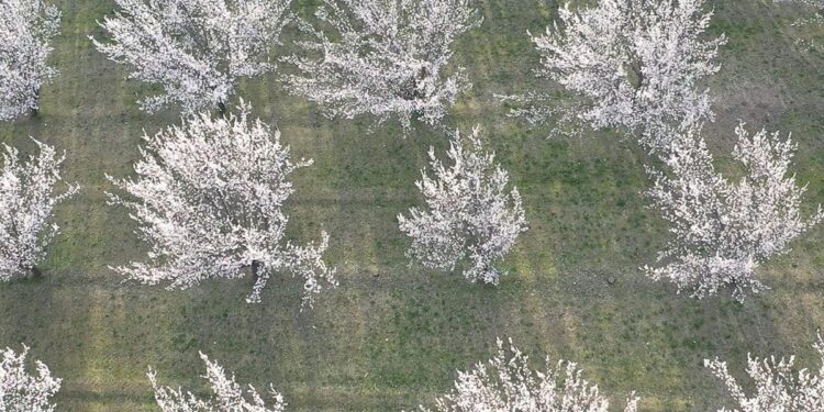 Akdeniz zannedilen yer aslında Doğu’nun Çukurova’sı