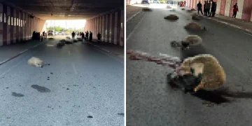 Hatay’da otomobilin çarptığı sürüde 17 koyun telef oldu