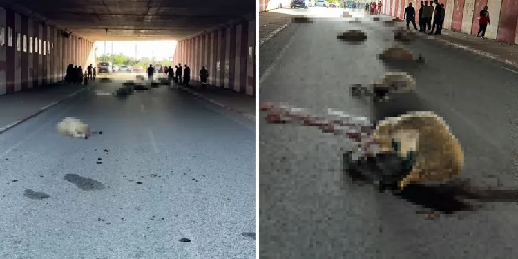 Hatay’da otomobilin çarptığı sürüde 17 koyun telef oldu