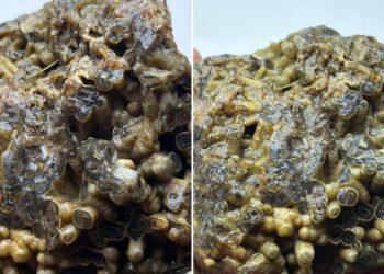 Türkiye’de ortaya çıktı, sahibi satışa sundu