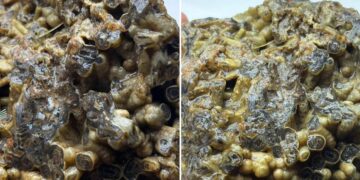 Türkiye’de ortaya çıktı, sahibi satışa sundu