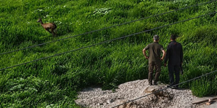 Kırşehir’de kent merkezinde karaca görüntülendi